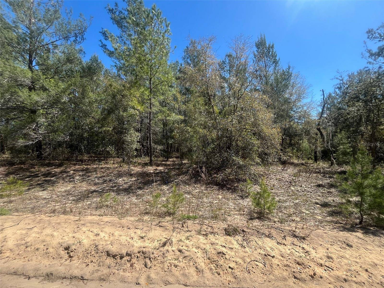 Interlachen, FL 32148,KITTY