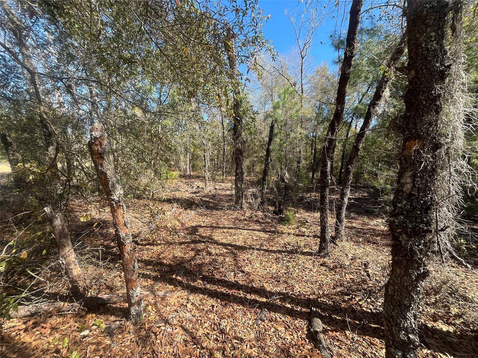 Interlachen, FL 32148,KITTY