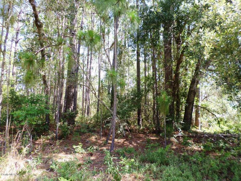 3597 W CITRUS SPRINGS BLVD, Citrus Springs, FL 34434