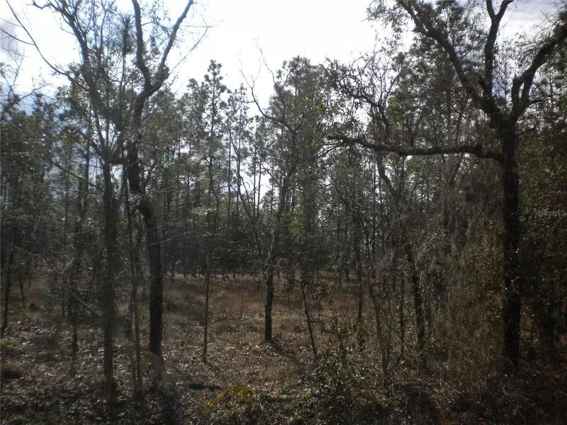 lot 31 SW ARROW LEAF TRL, Dunnellon, FL 34431