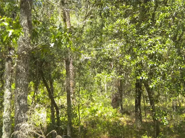 Dunnellon, FL 34431,lot 3 NW WINDING HILLS RD