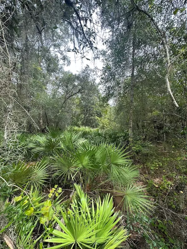 Fort Mc Coy, FL 32134,TBD NE 199TH STREET ROAD