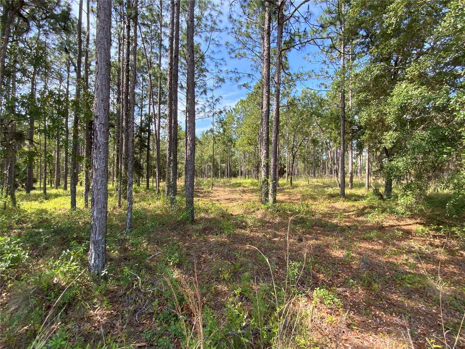 TBD SE 78TH ST,  Morriston,  FL 32668