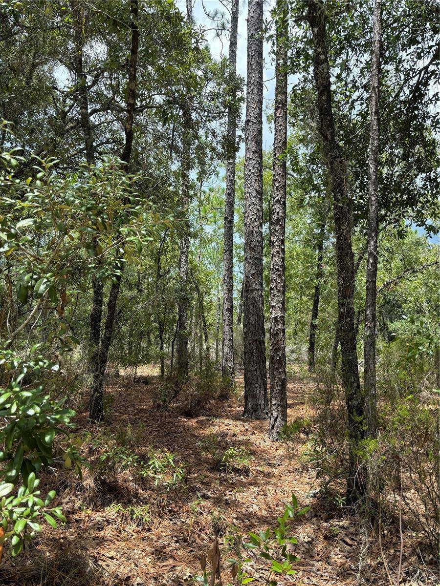 001 NE 110TH AVE, Williston, FL 32696