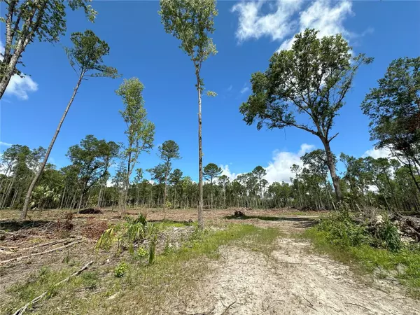 Micanopy, FL 32667,125ac NW 193RD ST