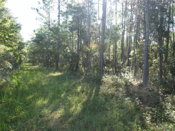 Otter Creek, FL 32683,00 SE HWY 19