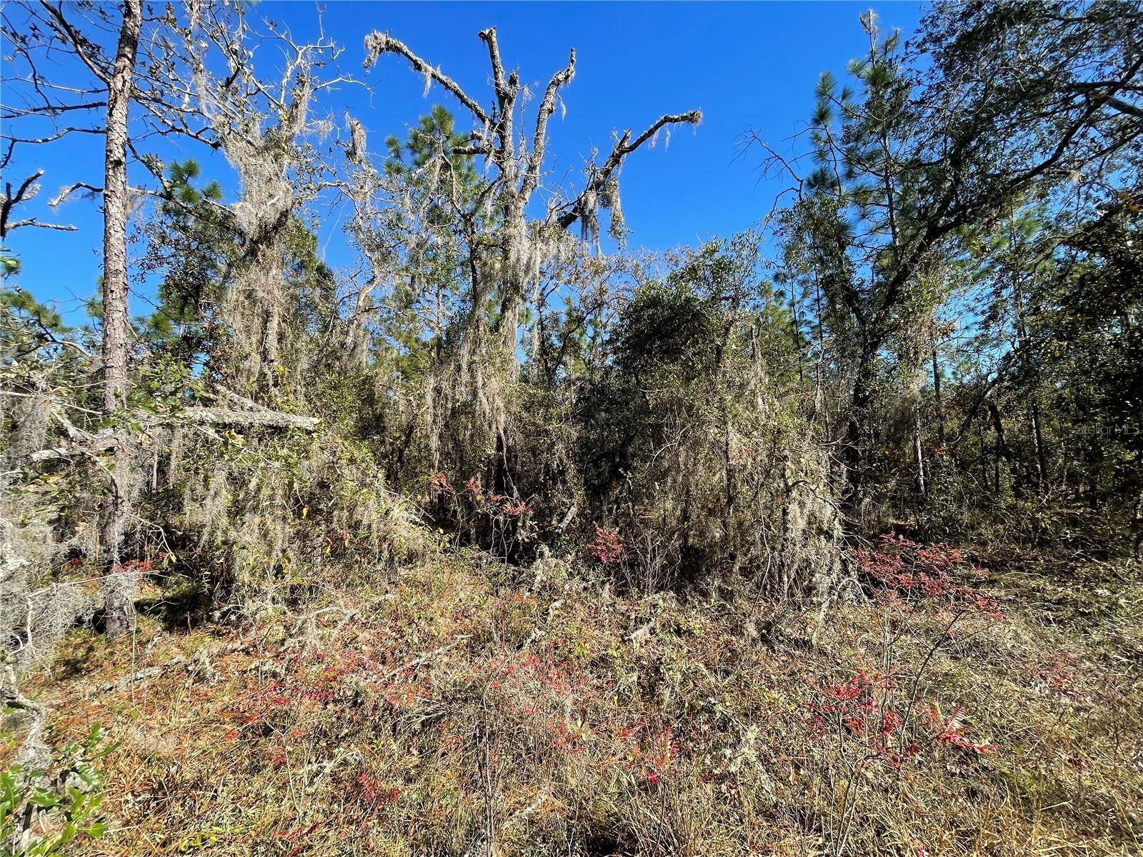 Dunnellon, FL 34431,Lot 37 SE 126TH TER