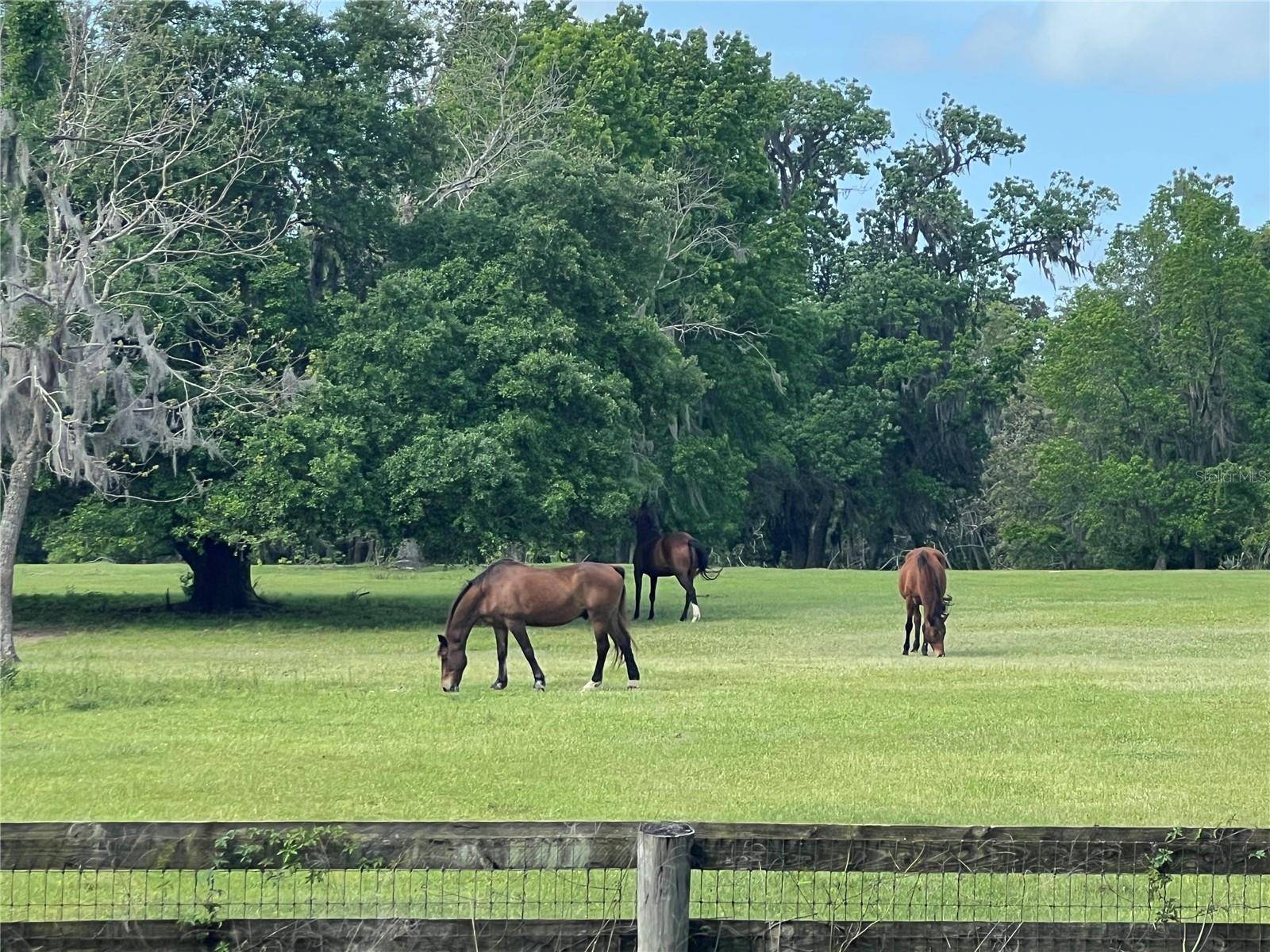 Reddick, FL 32686,TBD W HIGHWAY 329