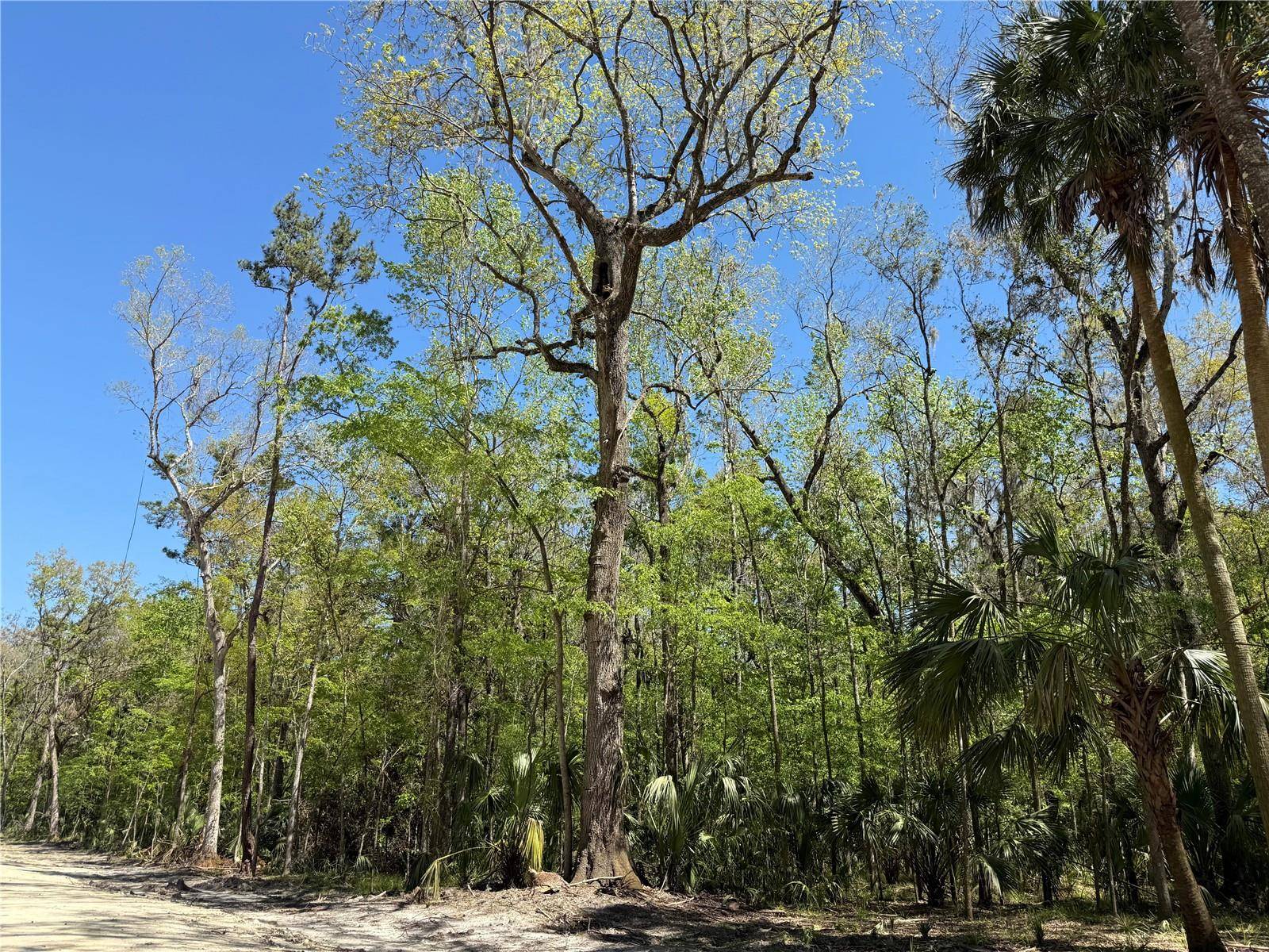 Reddick, FL 32686,43ac NW 193RD ST