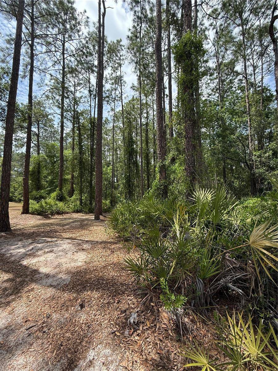 Fort Mc Coy, FL 32134,TBD NE 156TH LN