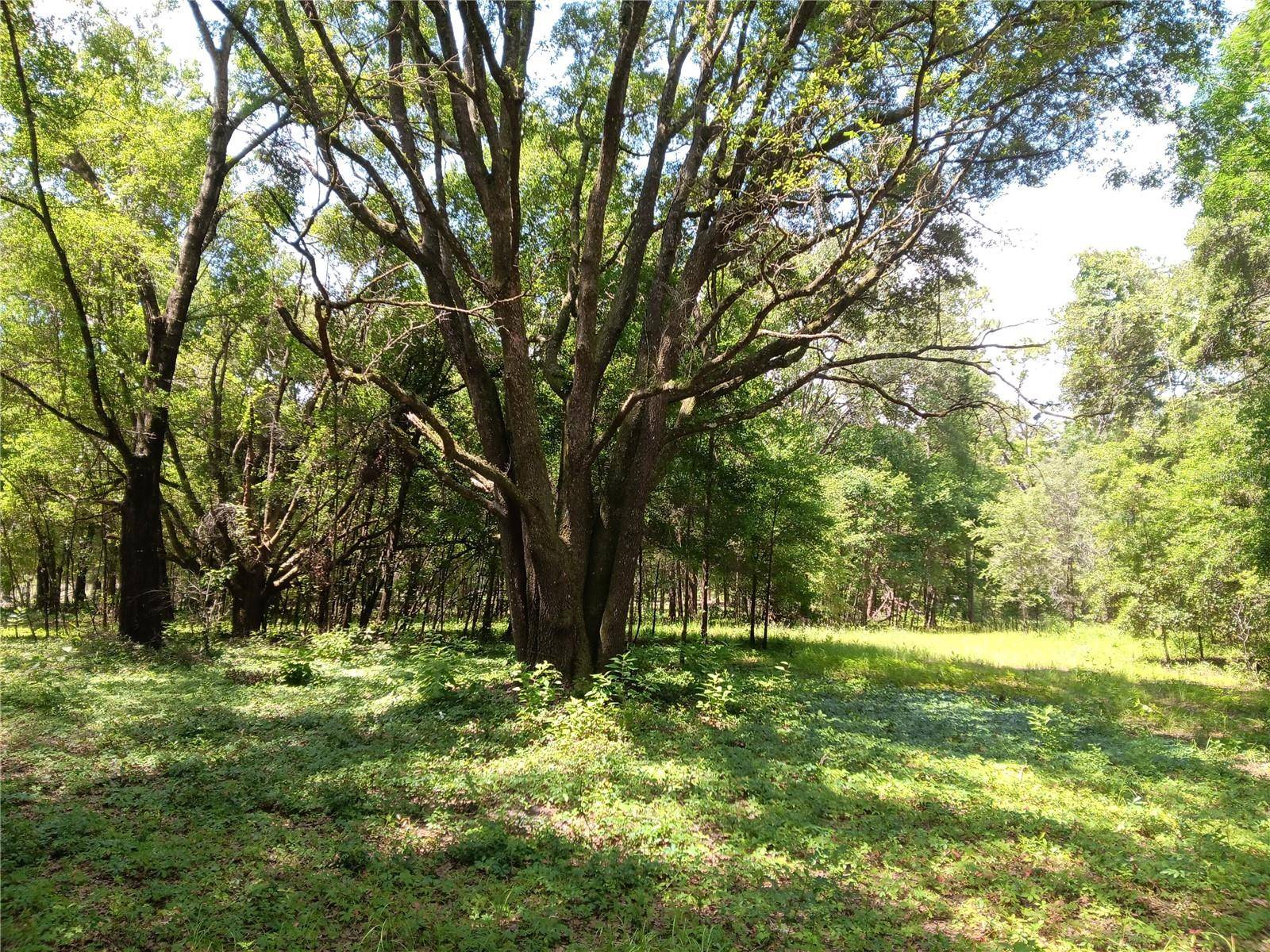 Archer, FL 32618,15422 SW 50TH AVE