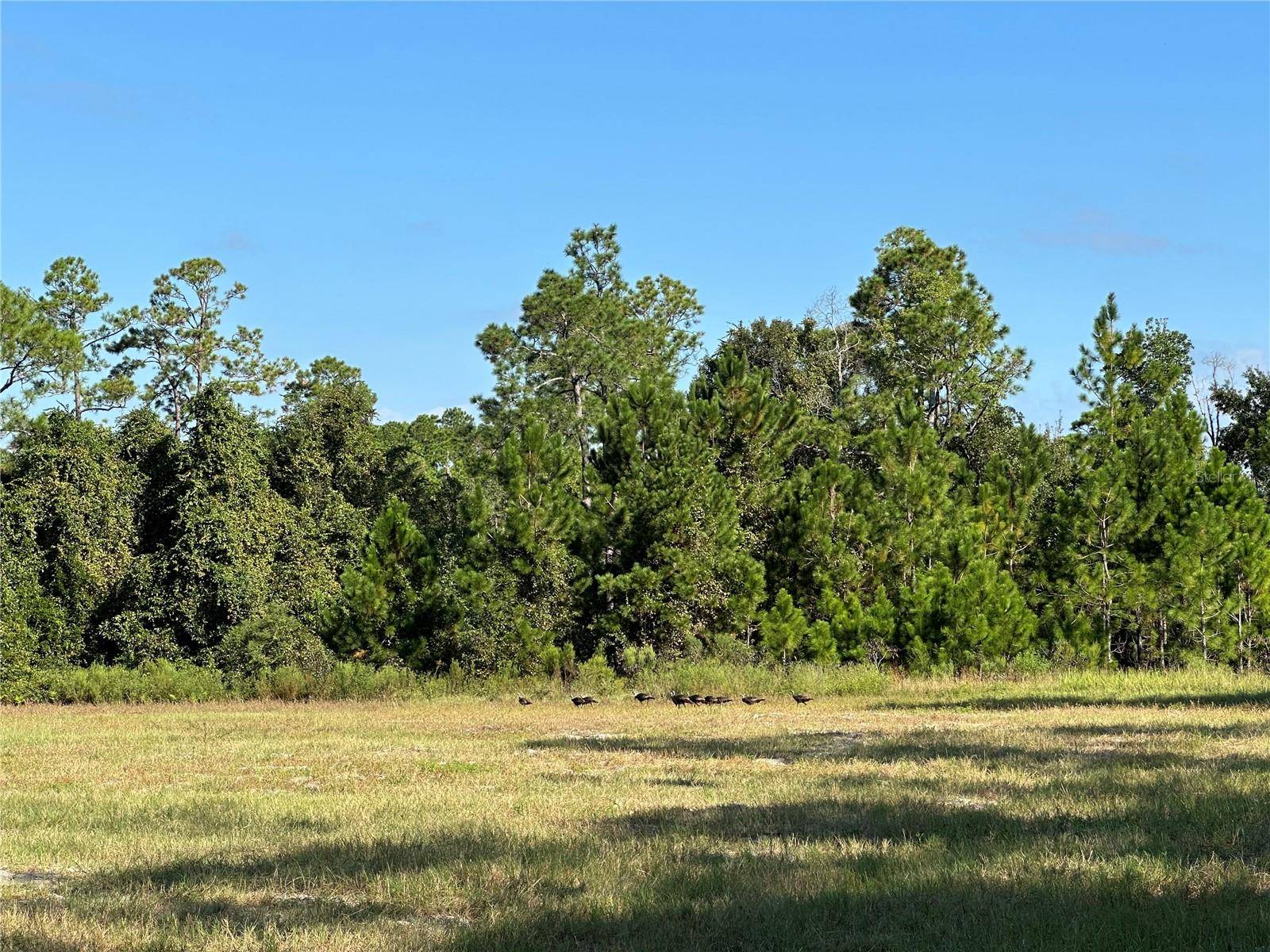 Citra, FL 32113,Lot 2 - 10.75ac E HWY 318