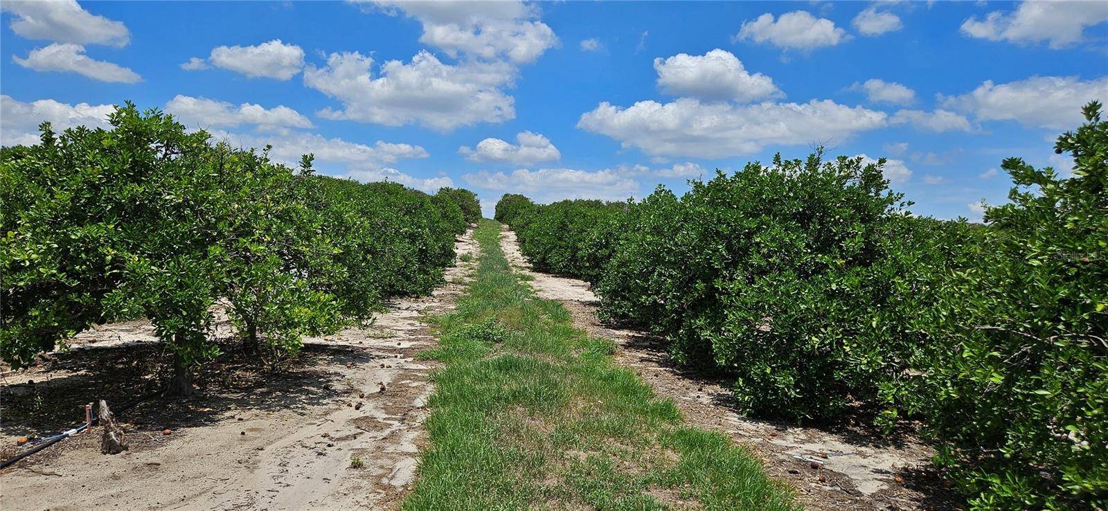 Fort Meade, FL 33841,BUFFUM CHURCH RD