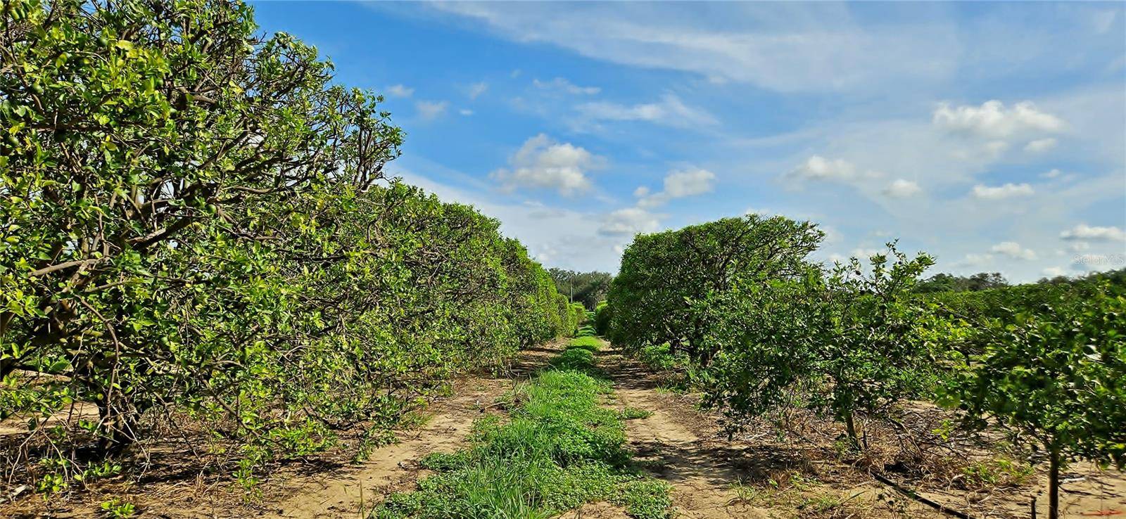 Lake Wales, FL 33898,GOLDENBOUGH RD