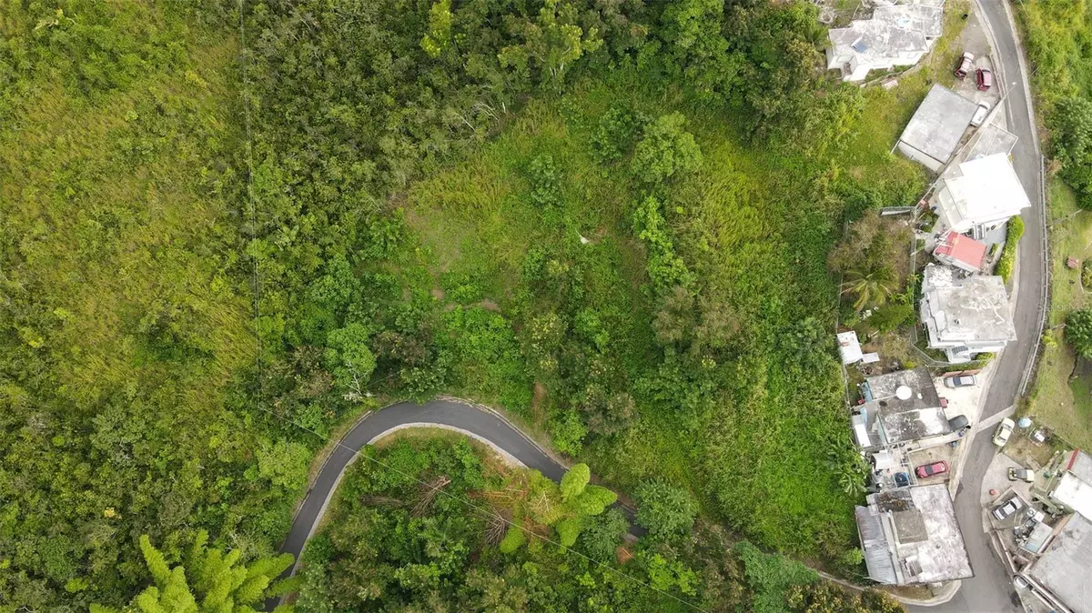 Cayey, PR 00736,Toita EL QUENEPO