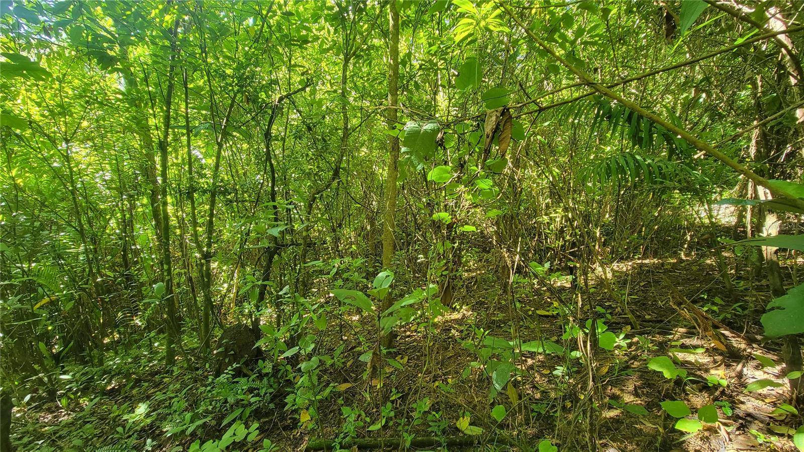 PR 734 BARRIO ARENAS, SECTOR MONTICELLO, Cidra, PR 00739