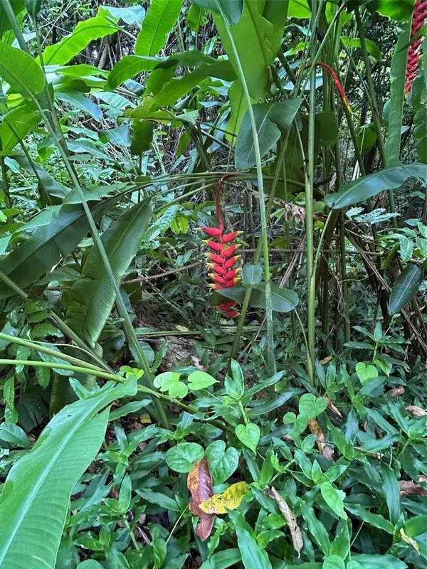 Toa Alta, PR 00953,PR-823 KM 3.2 QUEBRADA ARENAS WARD