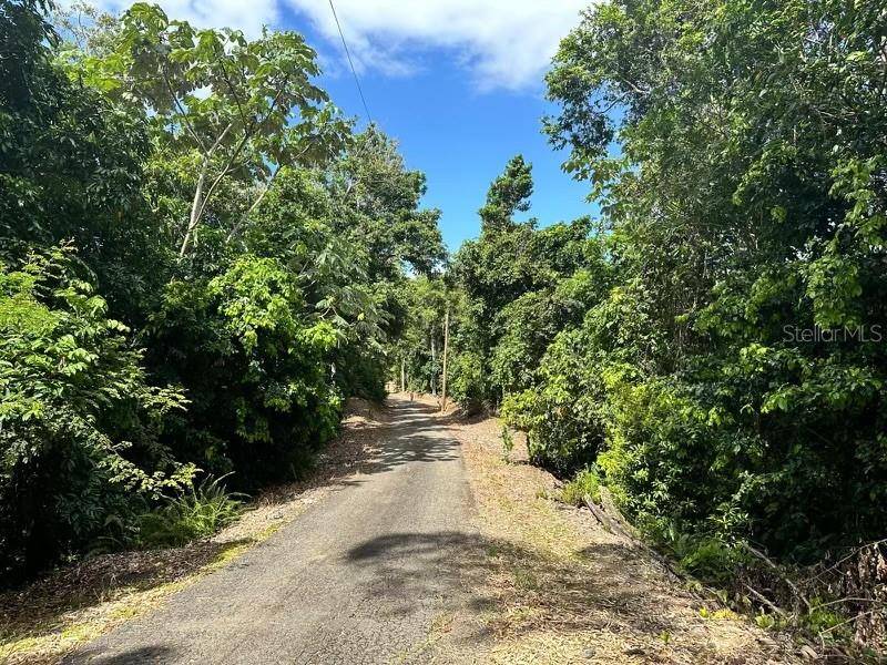 Utuado, PR 00641,Road PR-140 km 34.2 BARRIO DON ALONSO