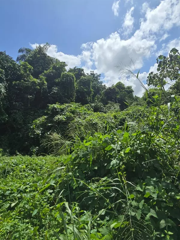 Ciales, PR 00638,Bo Cordilleras PR 166