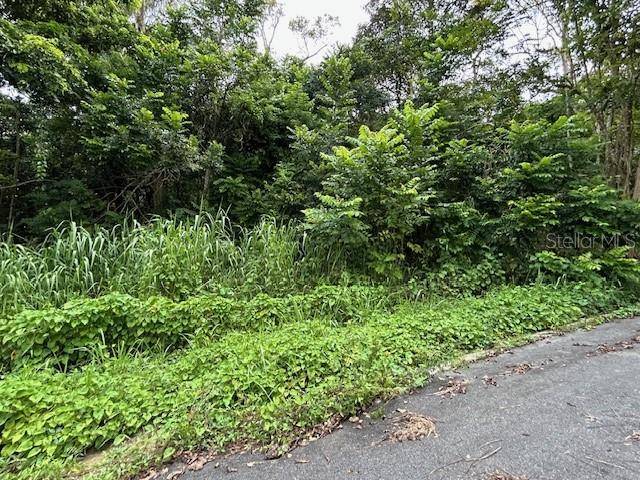 Vega Alta, PR 00692,CAMPO NUEVO-AZUCENA 2