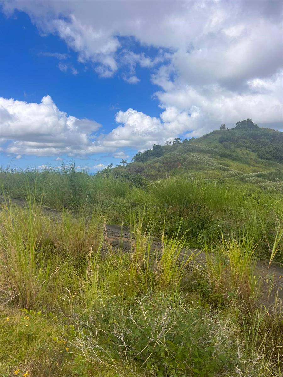Morovis, PR 00687,PERCHAS