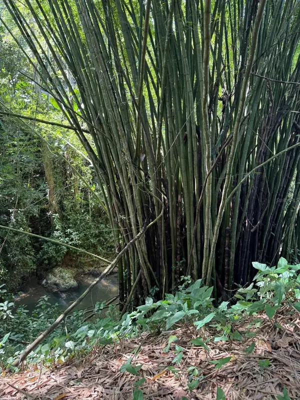 Lares, PR 00669,Barrio Pezuelas SECTOR TRES CRUCES