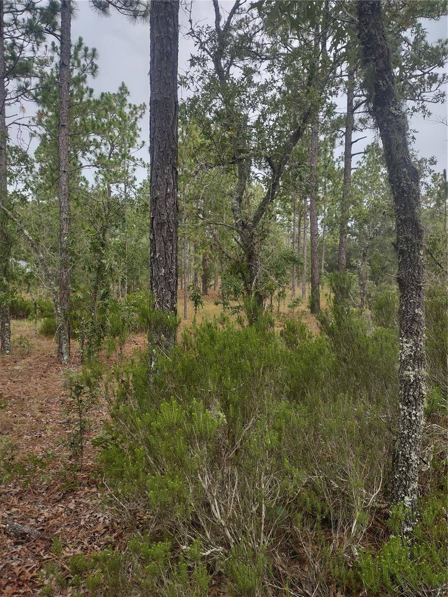 Williston, FL 32696,NE 150TH AVENUE