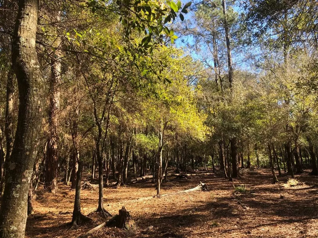 Wesley Chapel, FL 33544,27869 GREEN WILLOW RUN