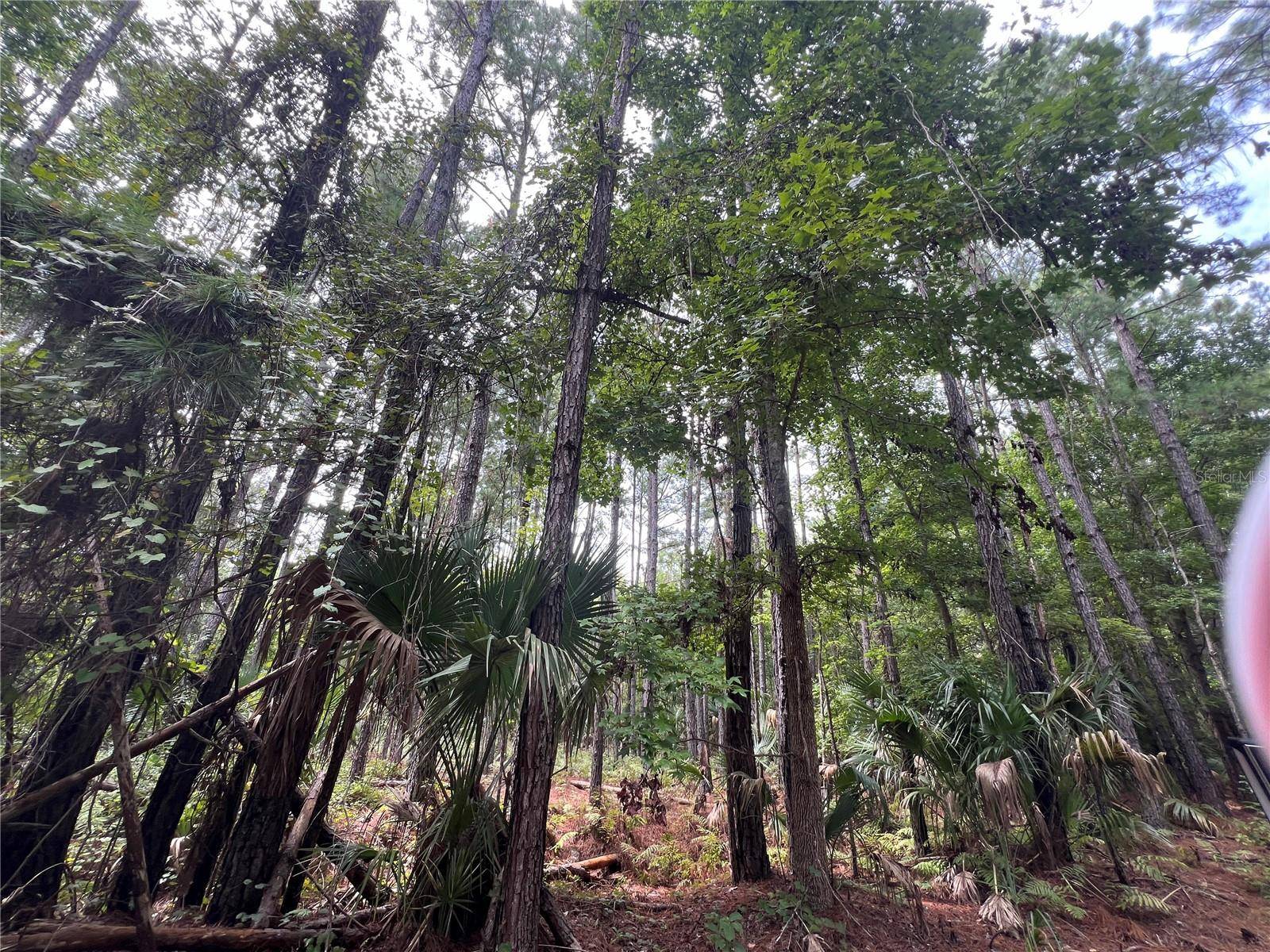 Lot 3 NASSAU CT, Georgetown, FL 32139