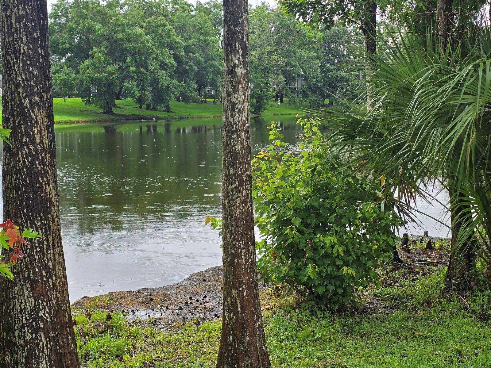 Temple Terrace, FL 33617,11802 RAINTREE LAKE LN #B
