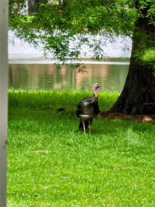 Palm Harbor, FL 34685,3451 MERMOOR DR