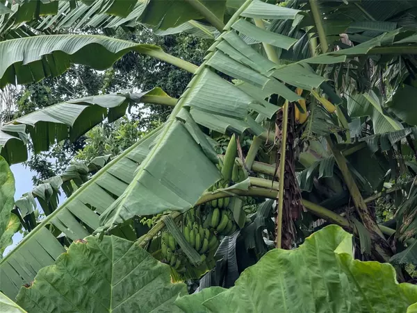 Wauchula, FL 33873,xxxx OLD BRADENTON RD