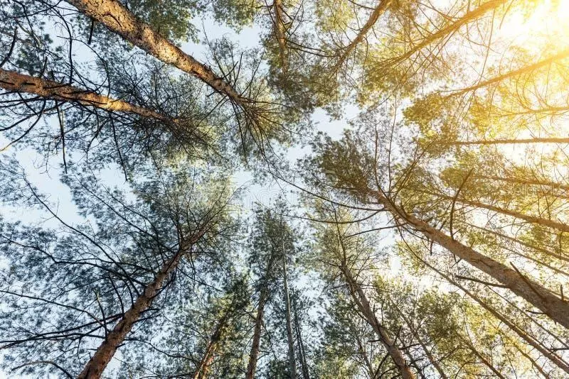 Indian Lake Estates, FL 33855,107 JAPONICA AVE