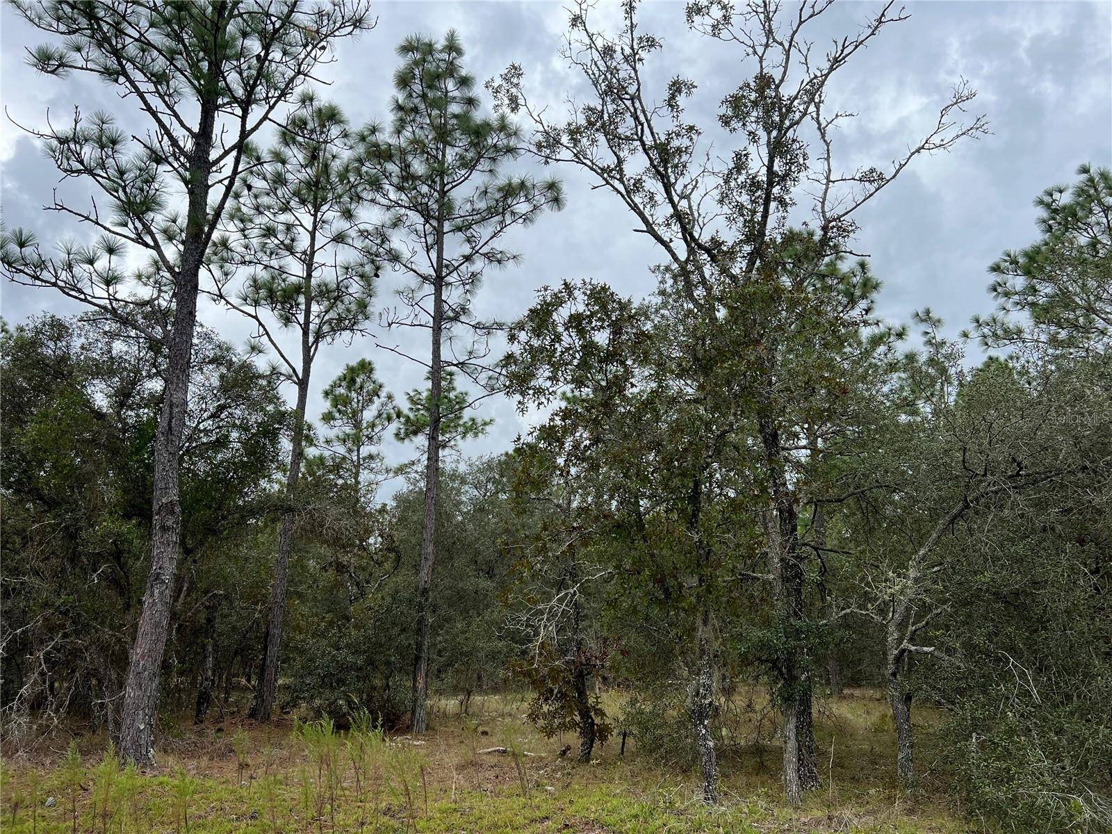 SE 136TH TER, Dunnellon, FL 34431