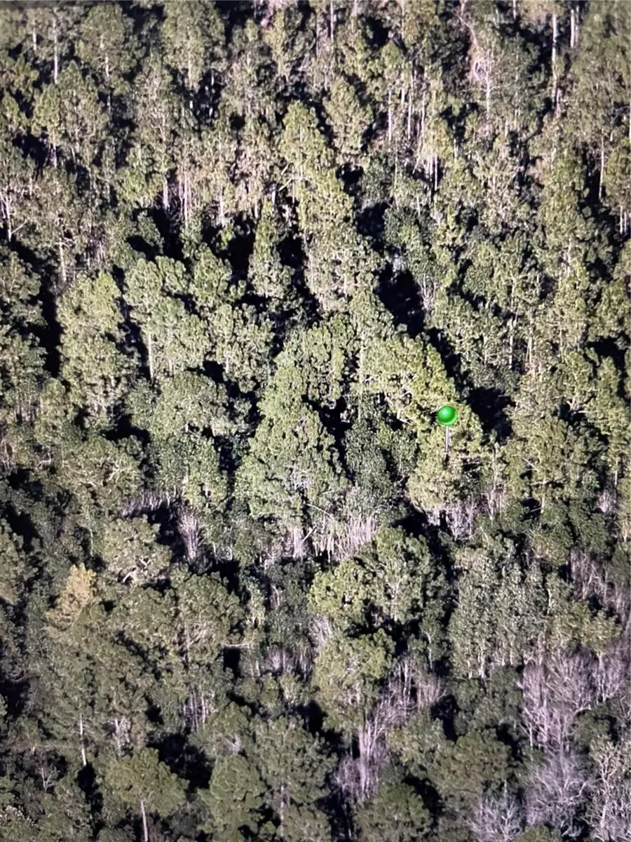 Pierson, FL 32180,241 VOLUSIAN FOREST TRL