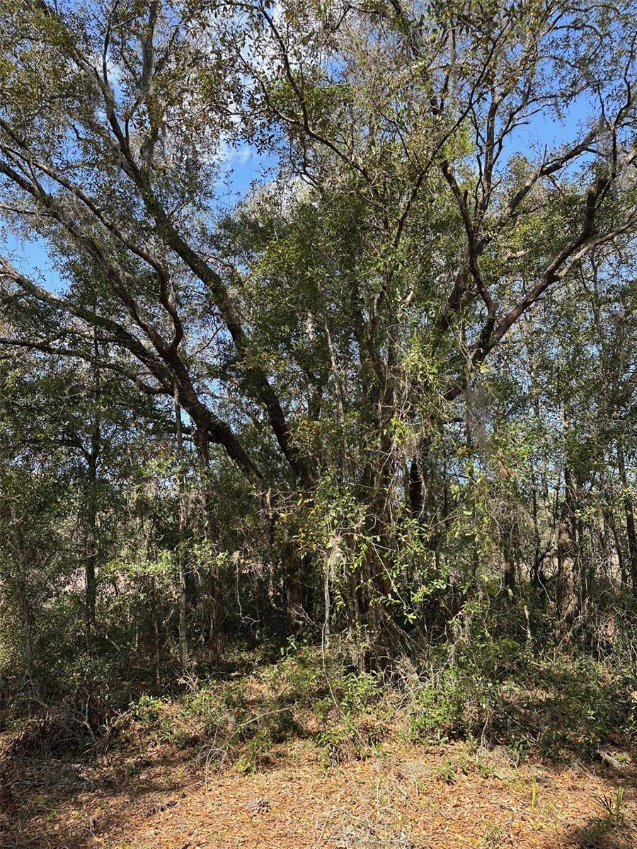 Brooksville, FL 34614,0 COURLAN RD