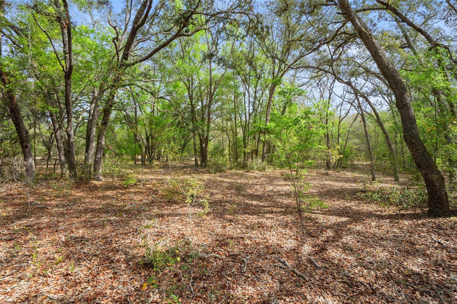 Webster, FL 33597,00 RIM ROCK ST