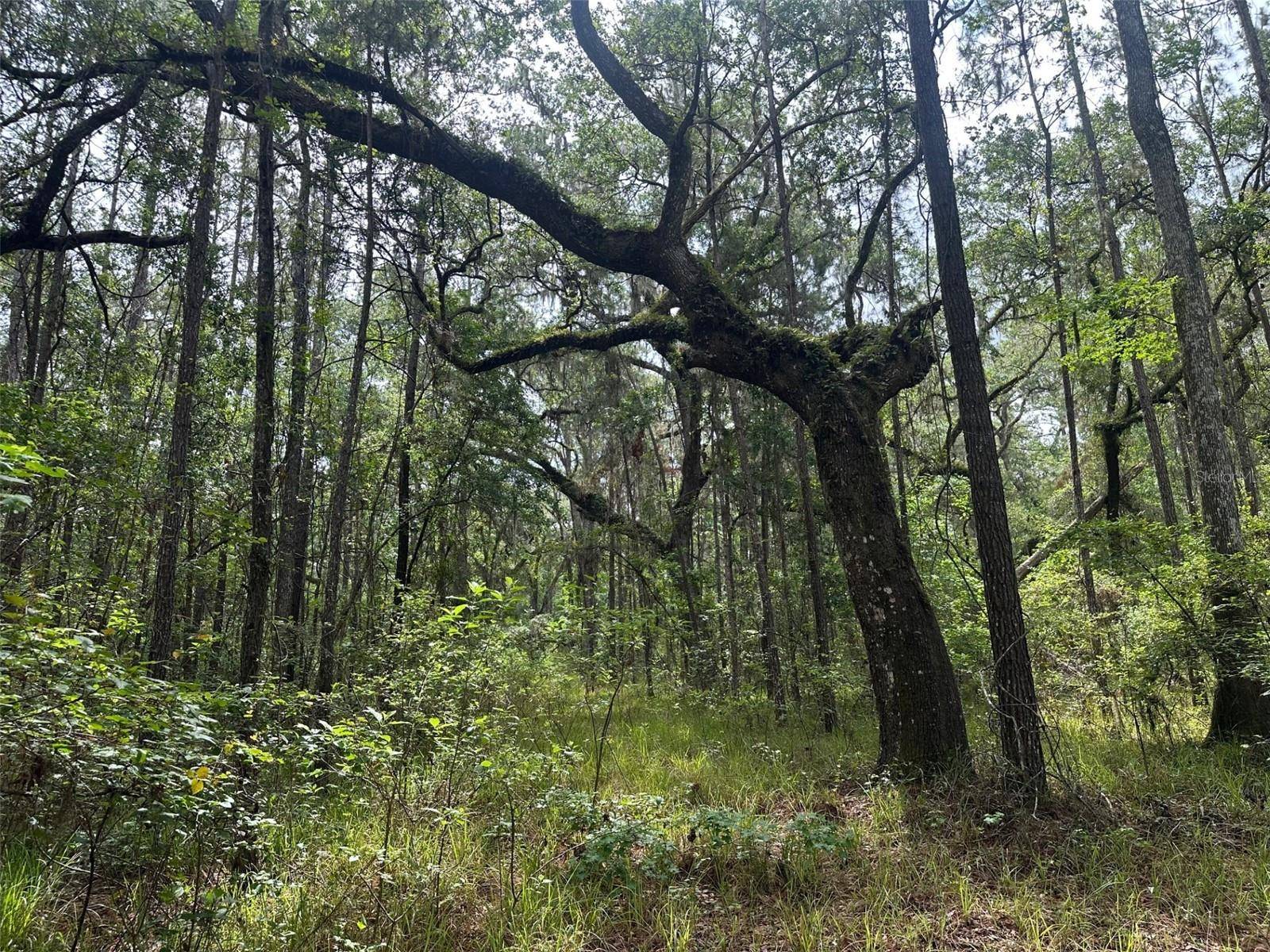 Brooksville, FL 34601,0 EMERSON RD