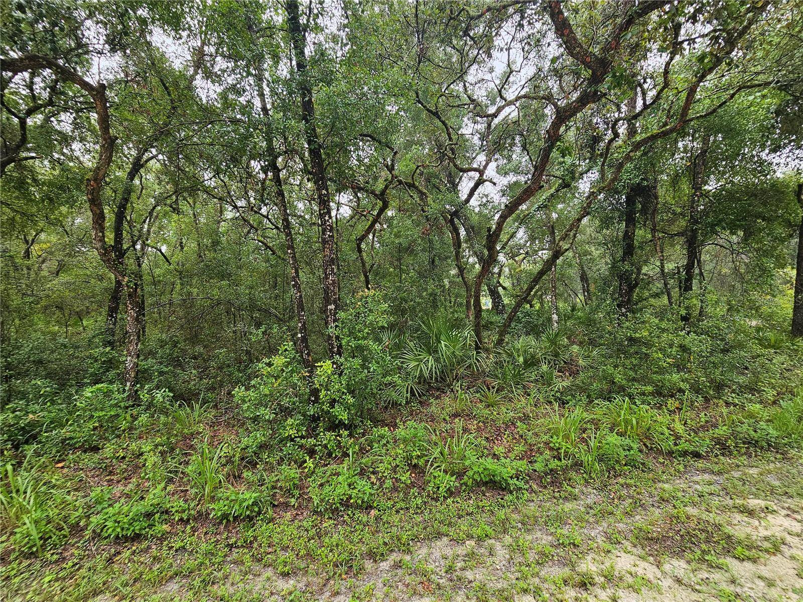 Webster, FL 33597,7118 NORWAY ST