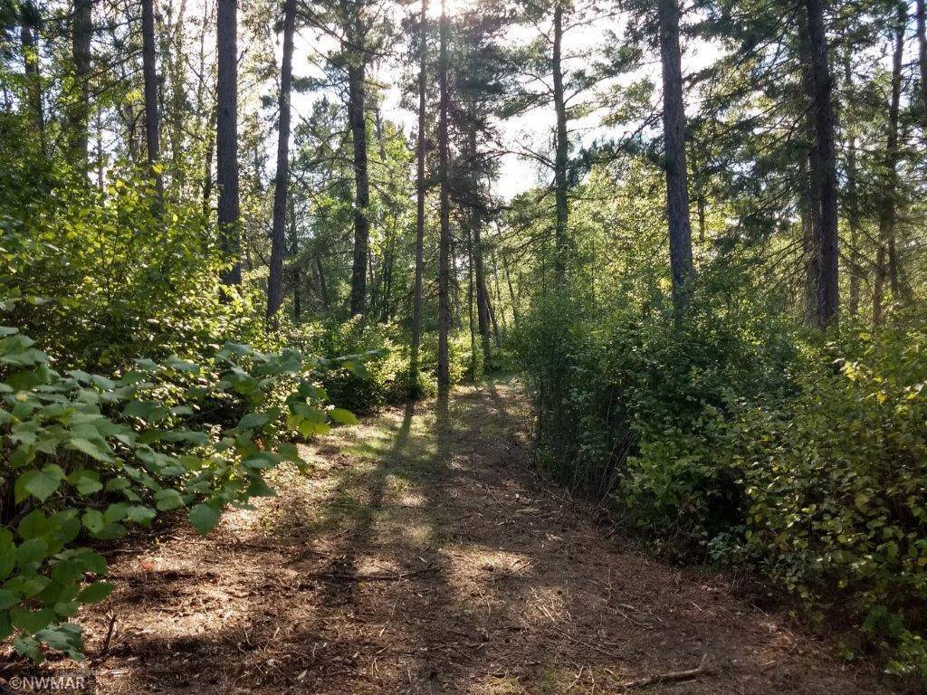 Long Lost Lake Twp, MN 56621,TBD Cox Lake Road