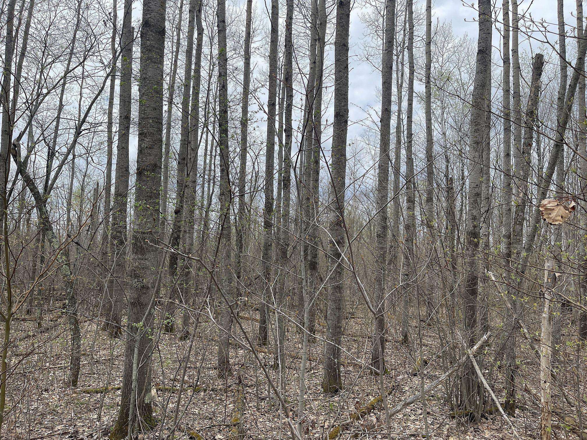 Swiss Twp, WI 54830,00 Nelson RD