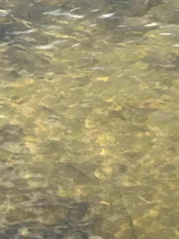 Ida Twp, MN 56308,XXXX Wahtomin TRL NW