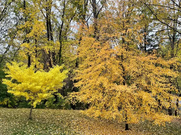 Minnetonka, MN 55305,12711 Bent Tree RD