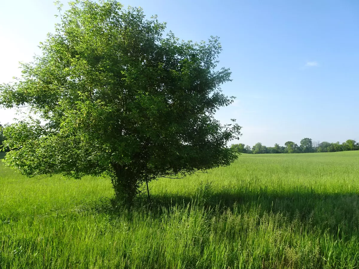 Balsam Lake, WI 54810,Lot 16 148th Ave