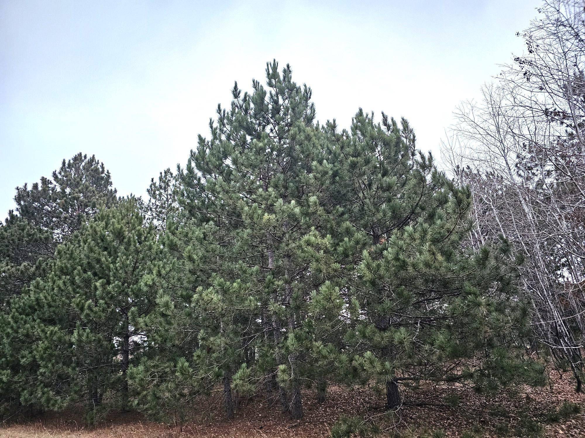 Lot 3 Meadow Green Trailway, Danbury, WI 54830