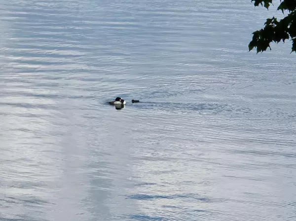 Lake Eunice Twp, MN 56511,15829 W Little Cormorant RD