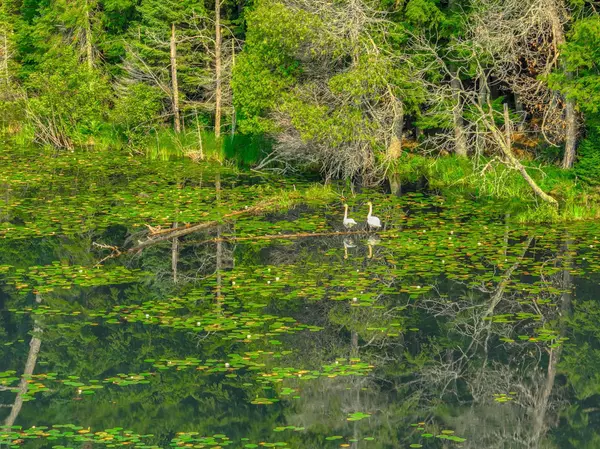 Round Lake Twp, WI 54843,XXXX W Moose Lake Rd