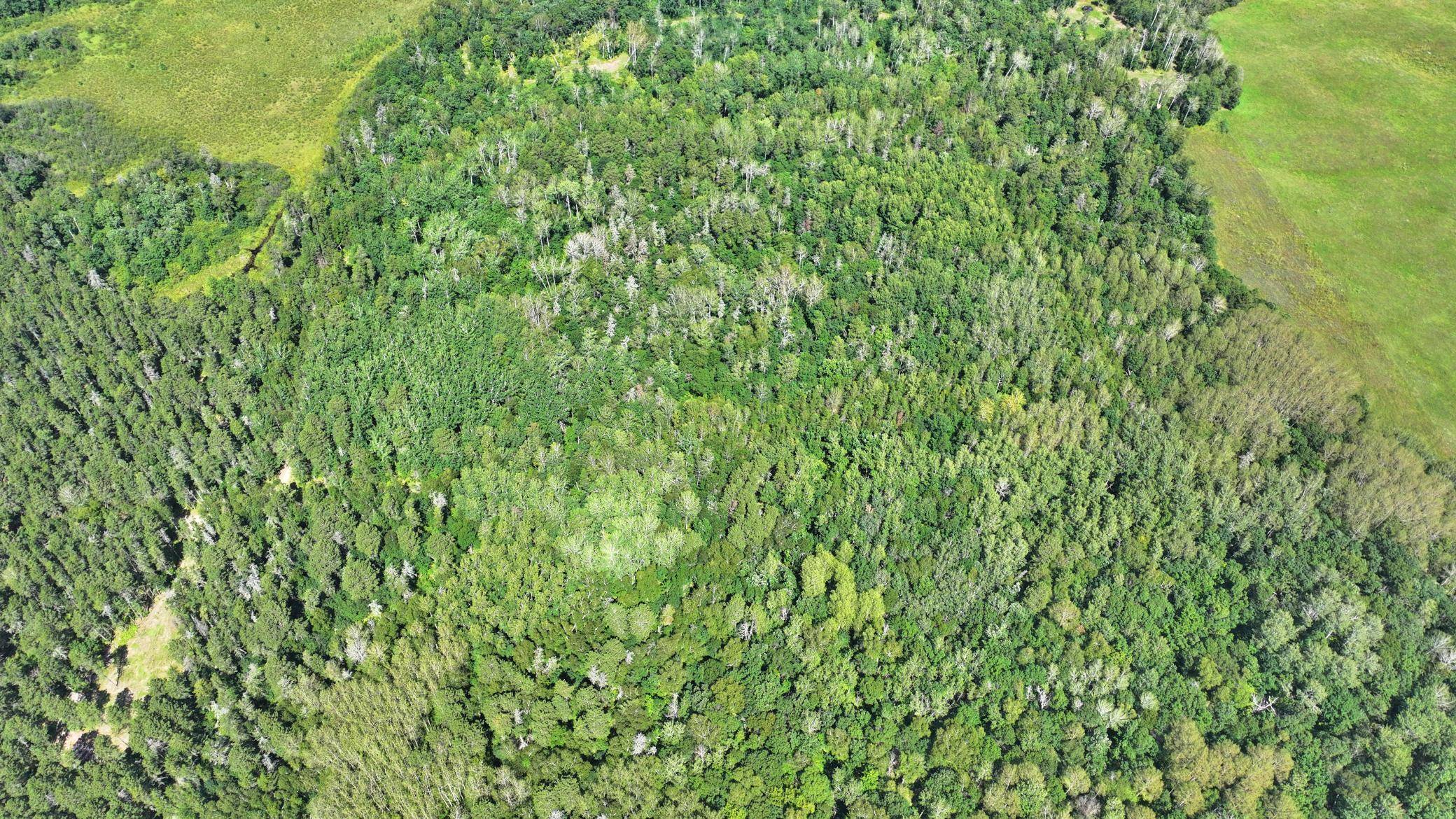 TBD Firewood Trl, Park Rapids, MN 56470