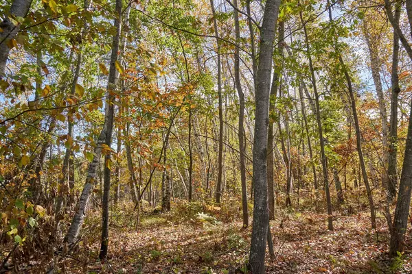 Crosslake, MN 56442,36152 Gale LN