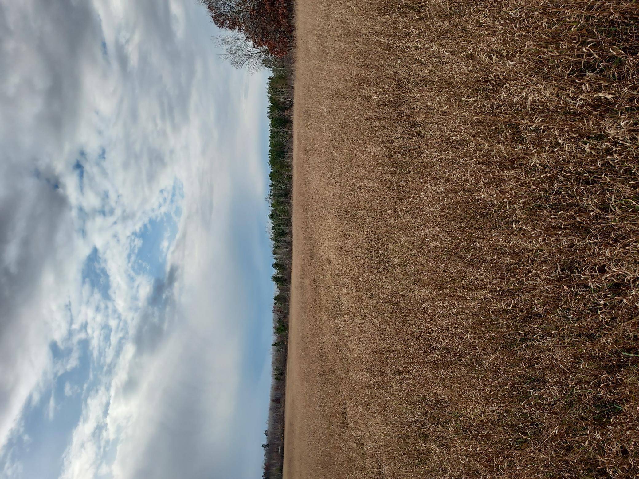 Gail Lake Twp, MN 56474,42646 Bulldozed RD